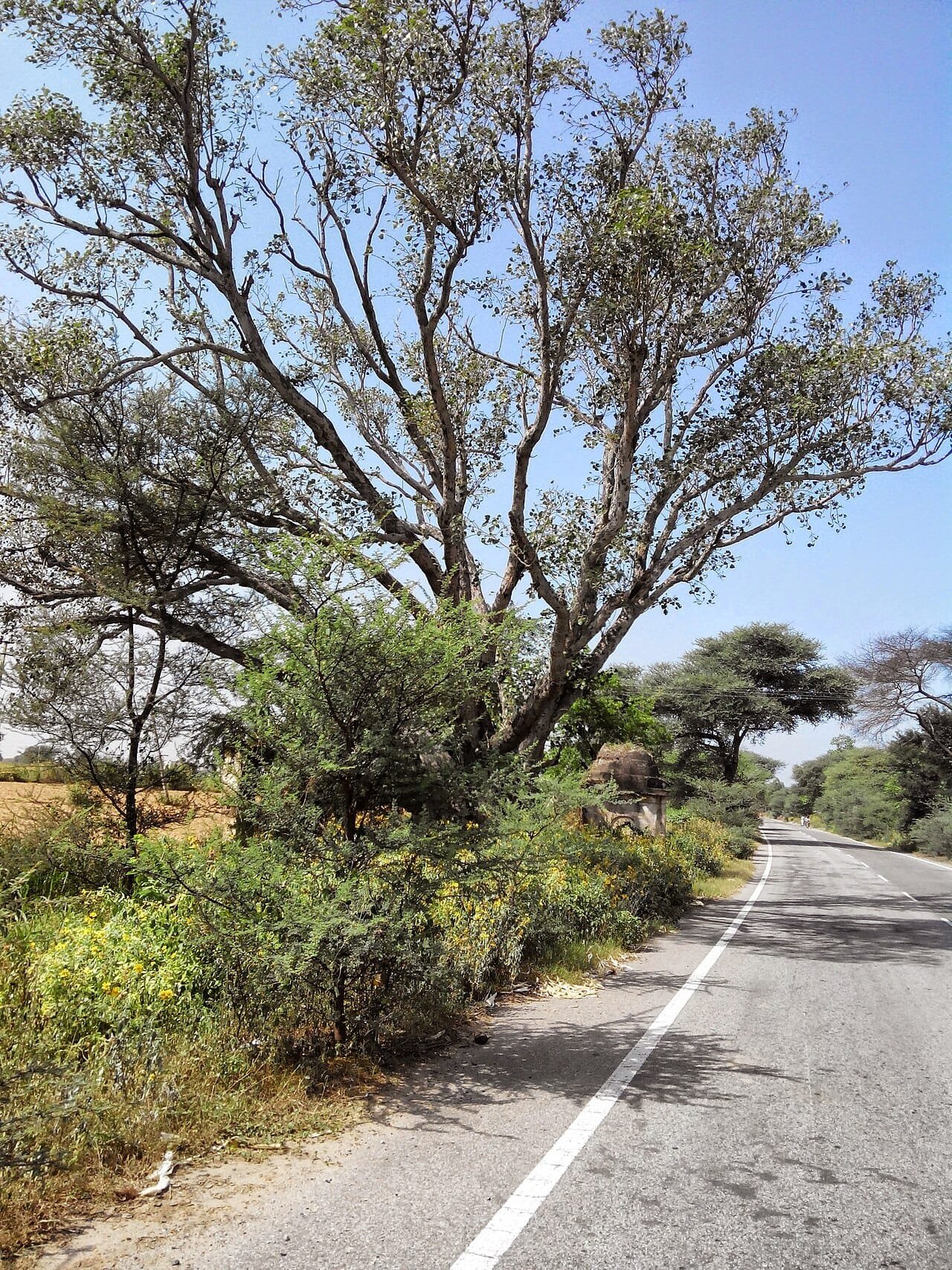 Jhajjar